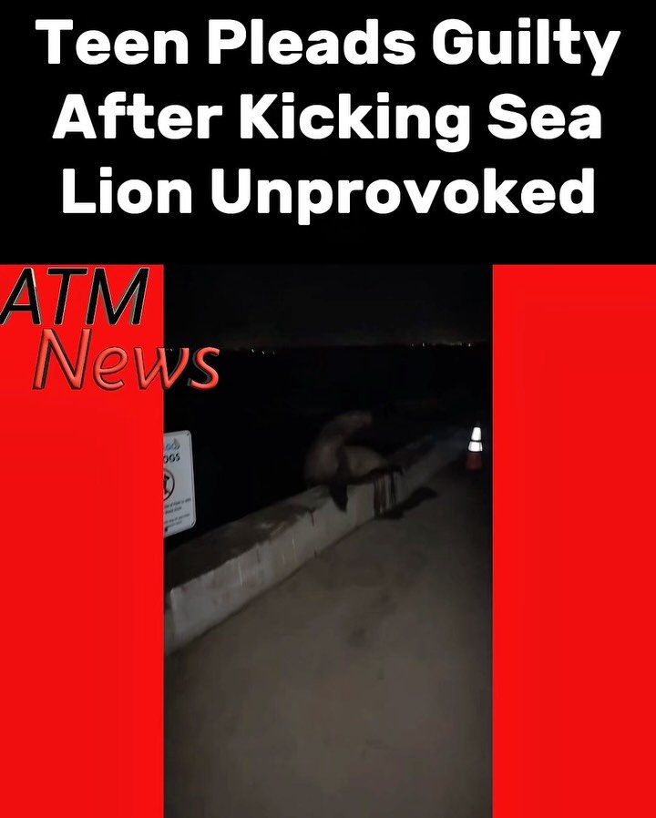 Tyler Muehl, 18, of #SanDiego, California, faces up to one year in jail and a $100,000 fine after pleading guilty on Thursday to violating the Marine Mammal Protection Act. This follows footage of him kicking a protected #SeaLion sitting peacefully on a wall in La Jolla Cove on July 22, while his friend laughed in the background.—#RespectNature #ProtectAnimals