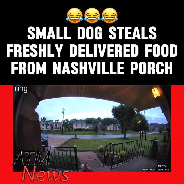 😂 A small #dog stole food that was just dropped off on a porch in #Nashville, Tennessee, on May 6.—The homeowner’s grandchild, who posted the video, told @storyfulvideo that the delivery driver eventually tracked down the dog and returned the #food to the porch.