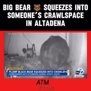 Ouuhh!!! A huge #bear found shelter in an #Altadena man's crawlspace and refuses to leave! 🐻
—
🎥 @abc7la