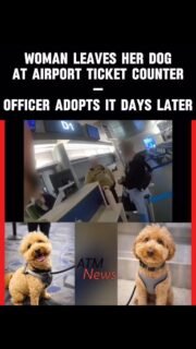 At approximately 11:39 p.m. on February 2, a woman was confronted by police at gate D1, at the Harry Reid International Airport in #LasVegas, after she allegedly left her 2-year-old golden doodle/mini poodle at the #JetBlue ticket counter. 
—
She was told she couldn't fly with the dog unless she completed an online registration form. That's when she walked to the gate anyway, despite not having a boarding pass. On the #bodycam video, she can be heard telling officers that she was trying to rebook her flight.
—
As officers tried to detain her, she reportedly resisted arrest. She was later charged with animal abandonment and resisting arrest.
—
Animal protective services took the #dog into their care and held it for days to give the woman the opportunity to reclaim it, but she didn't.
—
Thankfully, one of the officers who intervened at the time of the incident has now been approved to adopt it.