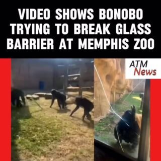 Oops!!! A #Bonobo at #MemphisZoo tried to break the safety glass of its habitat on February 26, 2026.—The man who filmed the video reportedly admitted that he and his friend were beating their chests "a little bit," which may have triggered the ape’s reaction 🦍.—The habitat was temporarily closed following the incident.