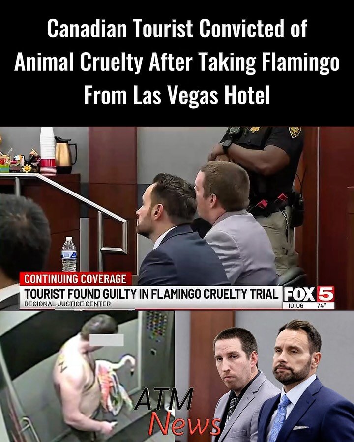 News Report: Mitchell Fairbarn, a Canadian tourist from Ontario, was found guilty on October 19 of felony and misdemeanor animal cruelty after taking a 27-year-old Chilean flamingo named Peachy from its habitat at the Flamingo Las Vegas Hotel and Casino and carrying it to his room on March 3.Prosecutors said his handling of the bird caused pain and injuries. His defense argued that he was intoxicated and regretted his actions but had not intended to hurt the animal. Peachy was found with bl**d on its feathers, wing injuries, and several missing feathers. The bird has been recovering physically, although its veterinarian said it remains more anxious during examinations. Fairbarn remains under house arrest ahead of his December 1 sentencing. He faces up to four years in prison for the felony conviction and potentially another six months for the misdemeanor.—🎥 Fox5 Vegas