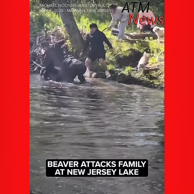 A man filmed a #family being attacked by a #Beaver at a #Lake in New Jersey.—🎥 @storyfulvideo