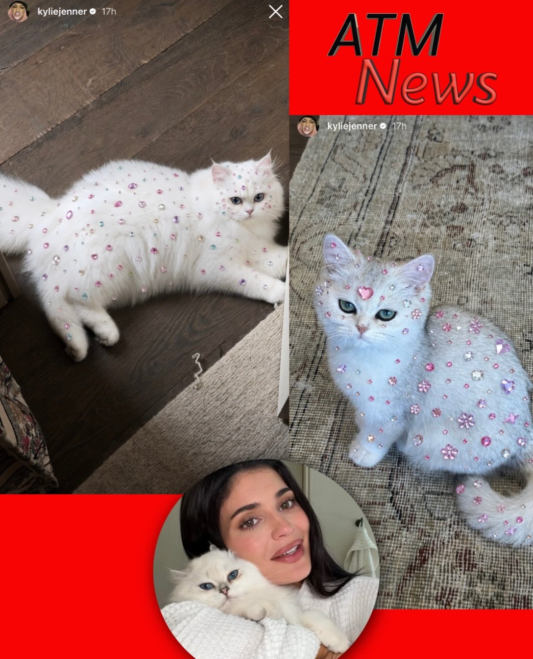 #Cute! Kylie Jenner’s #cats are shining like little princesses! ✨