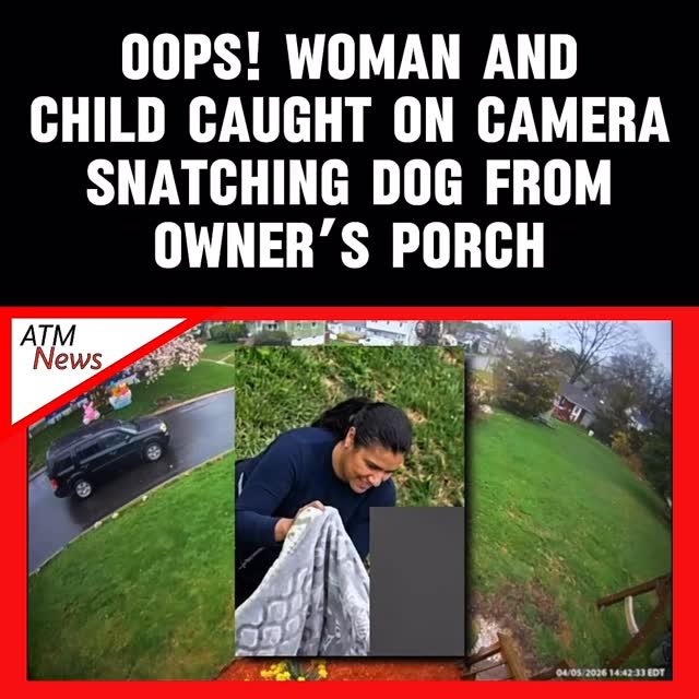 #Dognapping caught on camera! A #dog owner in #Clifton, New Jersey, is asking for his 8-pound Shih Tzu-Yorkshire Terrier back after a woman and a child were caught on his Ring camera allegedly stealing the dog from his yard. The duo covered the #pet in a blanket before leaving in a Honda. —The family member who was looking after the dog when the alleged crime occurred said he had just walked inside to make the family’s pets some food when the dog suddenly disappeared. —The police are currently investigating.—🎥 ABC7NY