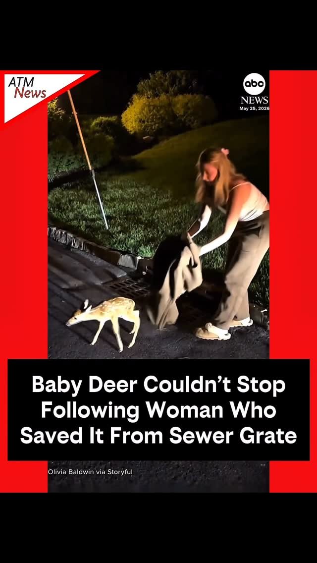 Awe 🥲 Such a #cutie! A baby #deer continued following a woman after she saved him from a sewer grate in Summit, New Jersey, on May 25. The woman, identified as Olivia Baldwin, successfully reunited the deer with its family.