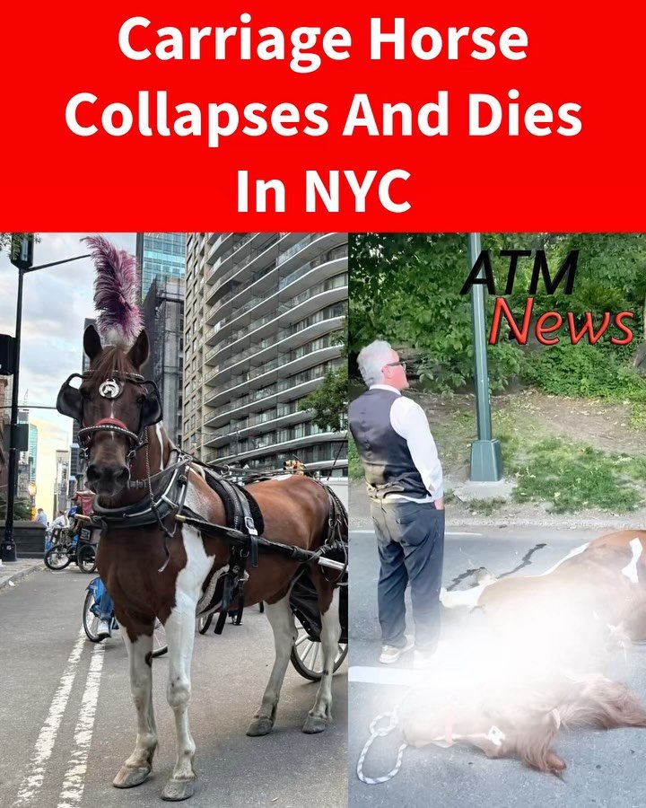 This is sad! A #NYC carriage #horse collapsed and died on Tuesday while carrying 2 people. —Following the unfortunate #incident, activists have renewed calls to ban carriage horses in the city, and Mayor Mamdani agrees.