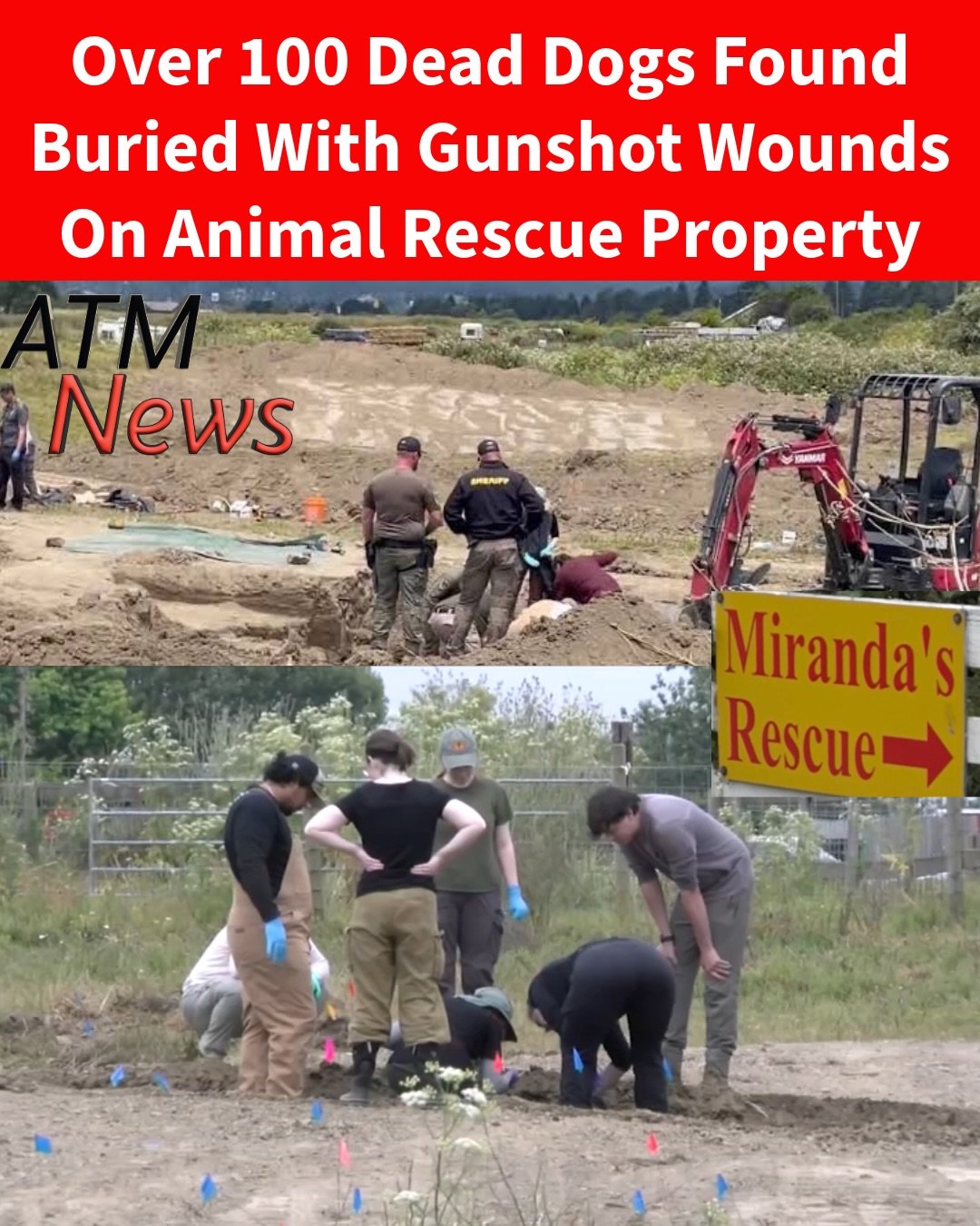 Authorities announced that they uncovered 117 intact dead #dogs, 21 dog skulls, hundreds of bones, and 600 dog collars at Miranda’s Rescue Animal Sanctuary, a 50-acre property located outside the city of Fortuna in Humboldt County, #California. Most of the dogs appeared to have died of gunshot wounds, the Sheriff's Office said.—The #investigation into the sanctuary was opened after a #neighbor reported having found a burial pit with 8 dogs that had gunshot wounds. Since early 2025, the sanctuary has allegedly welcomed 900 dogs, of whom only 100 have been officially adopted and transferred, leaving over 700 still unaccounted for.—No charges have been filed at this time.