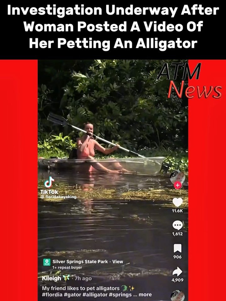 Florida wildlife officials have opened an investigation after a #viral TikTok video shows a woman petting a swimming #alligator at Silver Springs State Park in Marion County.