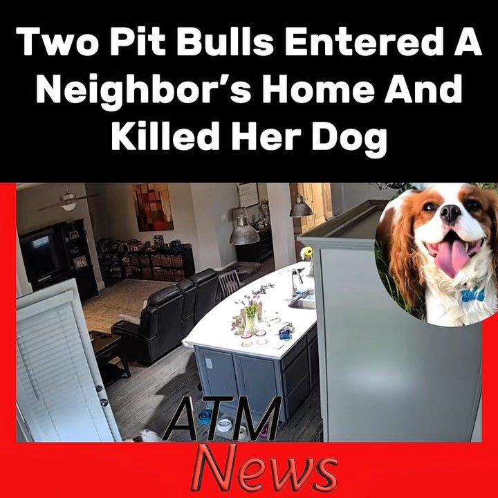 Wow! A Spring, #Texas, neighborhood wants solutions after two #PitBulls allegedly entered a neighbor’s home through a doggy door and killed one of the neighbor’s #dogs while she was at a game with her son.—The Pits’ owner said they hadn’t displayed any aggressive behavior before the fatal incident.