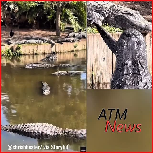 Oops! #ThisIsNature! A visitor captured the moment a big #Alligator ate a smaller one alive in #Gatorland, a wildlife park in Florida.—🎥 @storyfulvideo