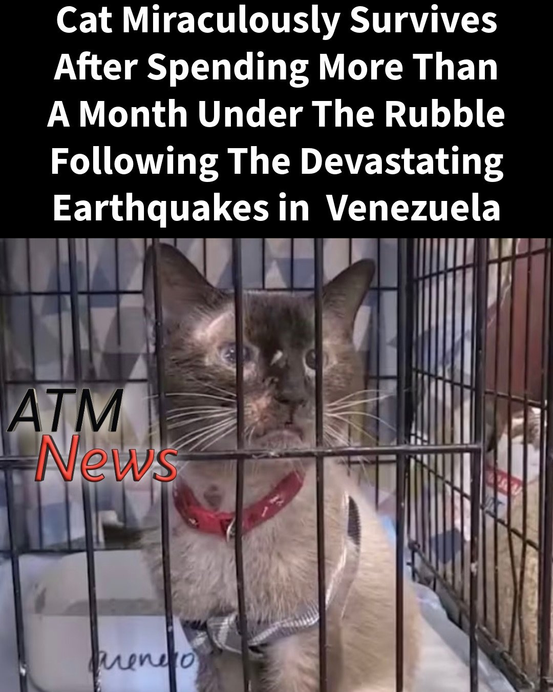 A 4-year-old #cat named Félix has now been saved after spending over a month under building wreckage following the intense double earthquakes that struck northern #Venezuela on June 24. —Felix’s owner said it is all she has left after losing her father in the earthquakes.