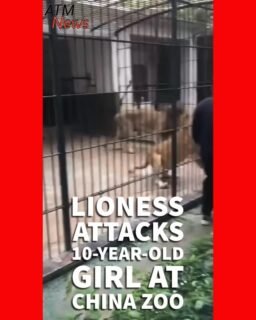 A #Lioness attacked a 10-year-old girl in the interactive feeding area of the Shantou Zhongshan Park Zoo in Guangdong, China.—According to #zoo workers, the lioness attacked the child because she had #meat in her hand. They also said she shouldn't even have been allowed in the feeding area because of her age.—Thankfully, although she sustained minor injuries, she is okay.
